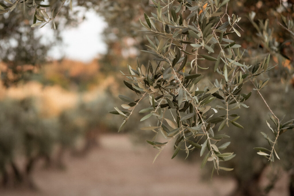 mariage au chateau de puech haut