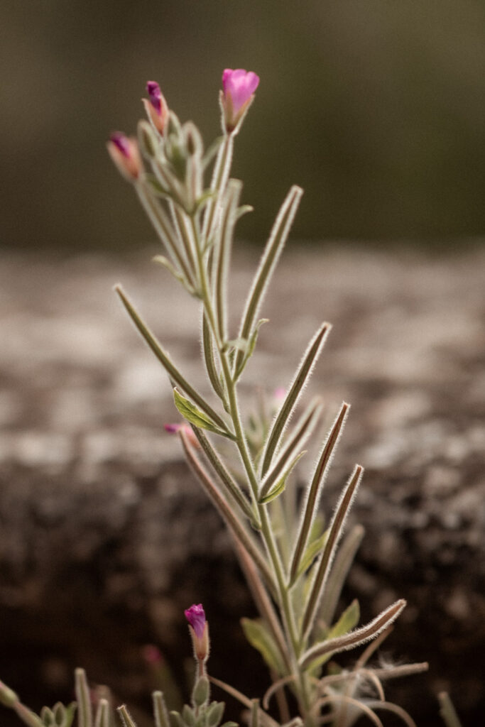 mariage au chateau de puech haut