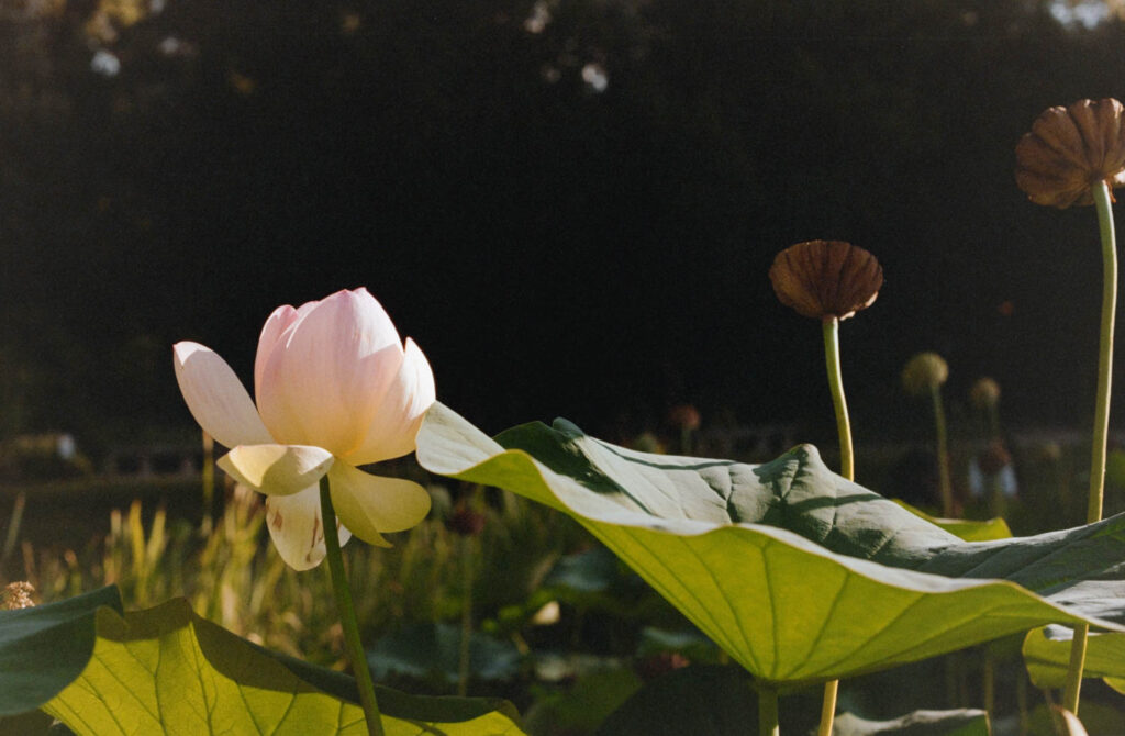 photographe argentique nature