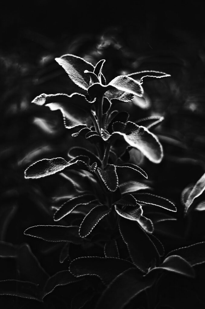 photographe argentique nature