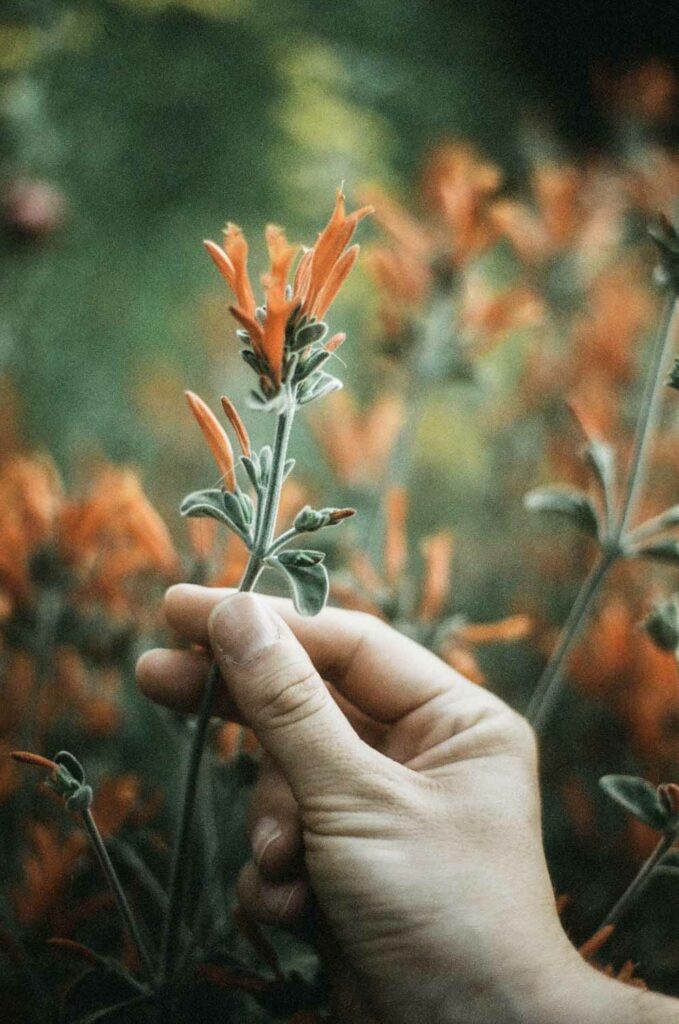 photographe argentique nature