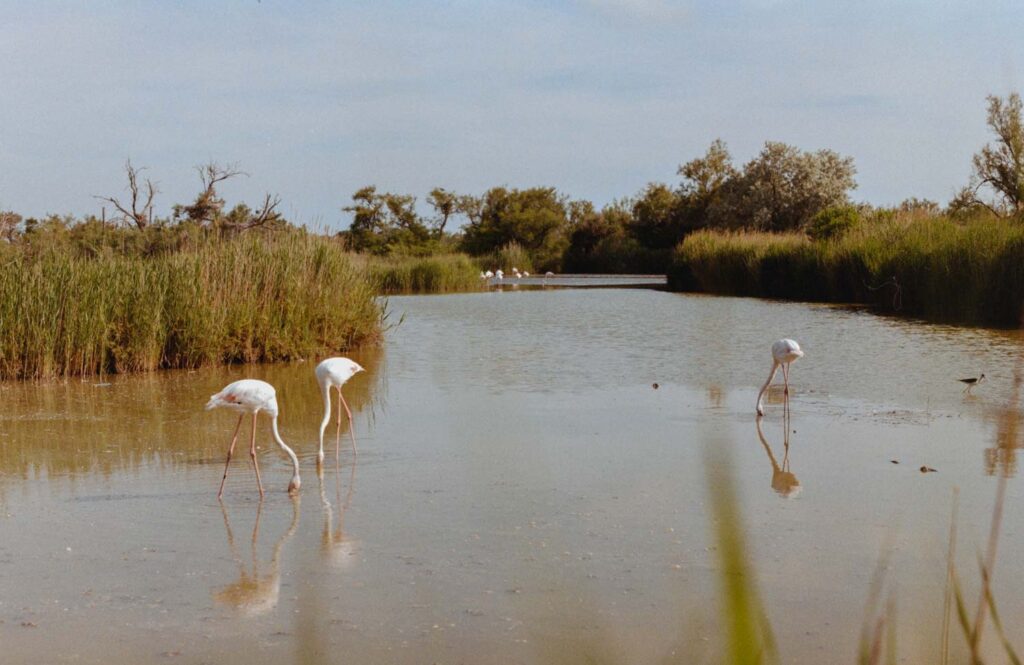 photographe argentique nature