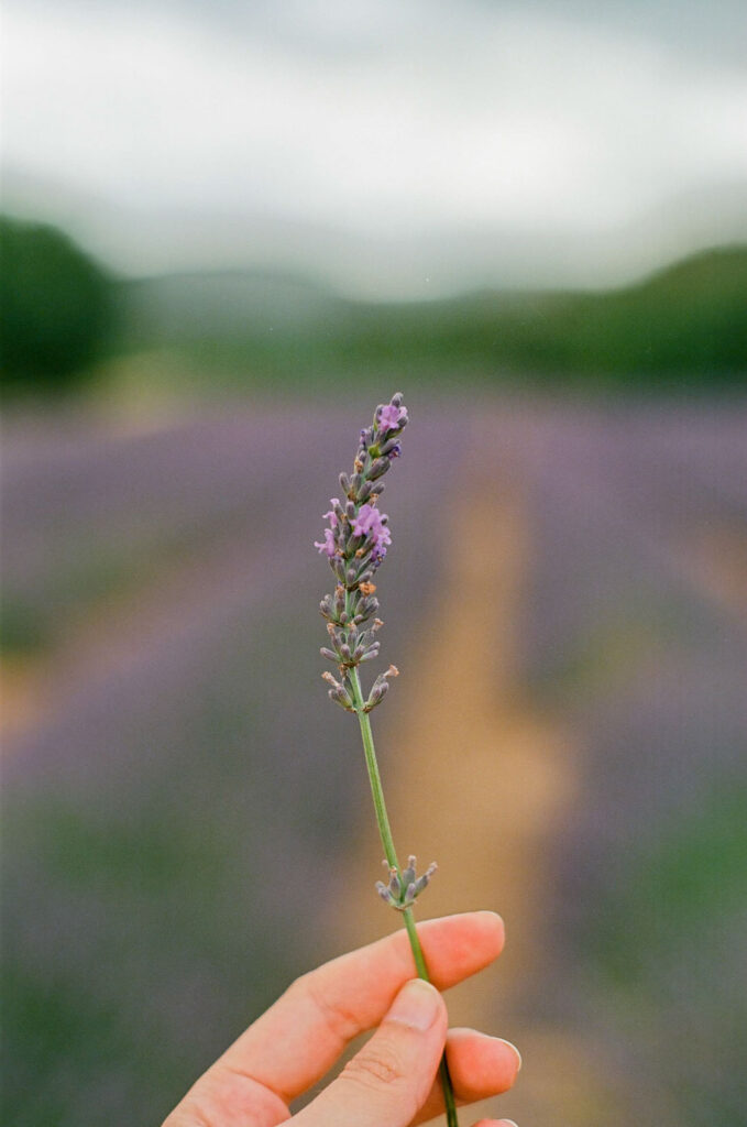 photographe argentique nature