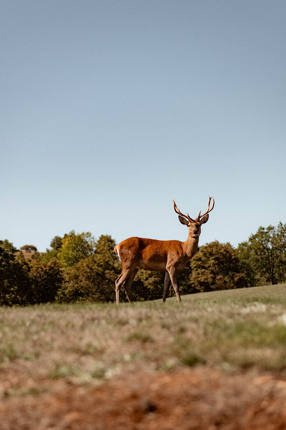 domaine de baldassé saint affrique