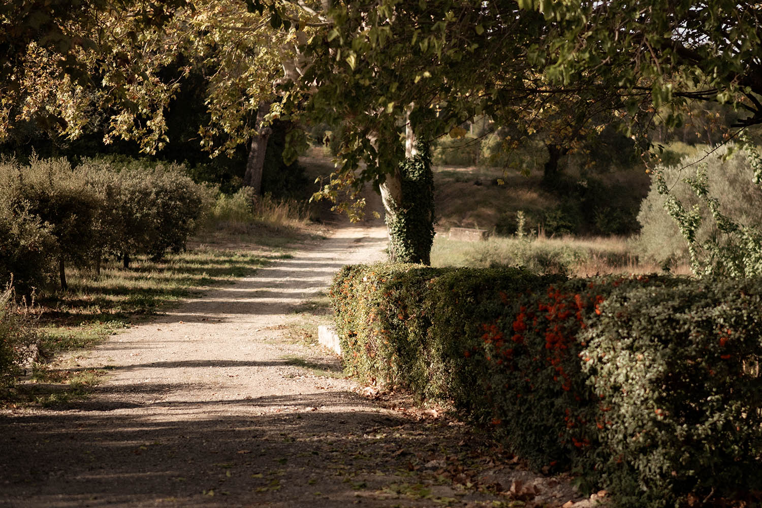 domaine saint martin de graves pézenas