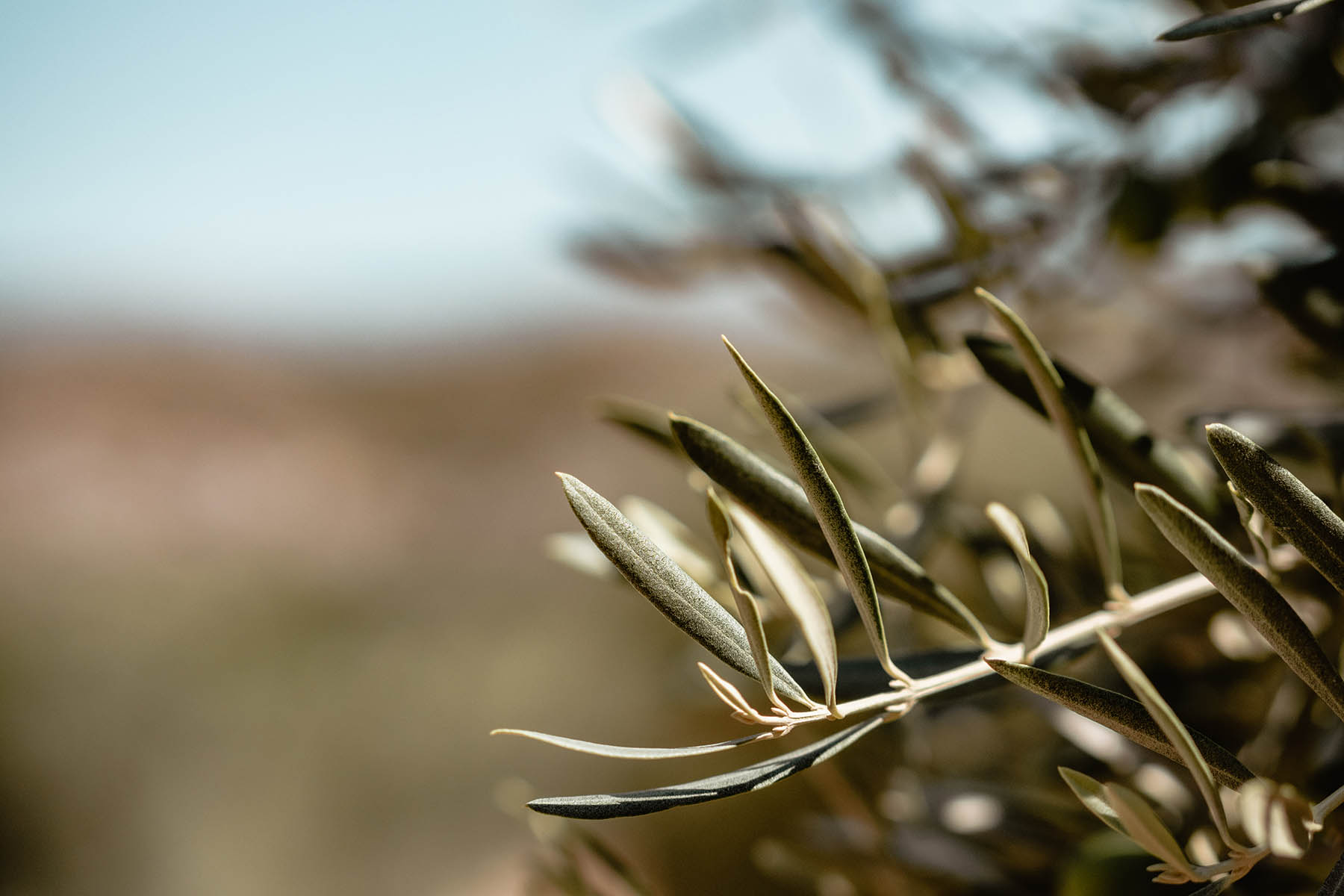 A wedding in olive tree fields