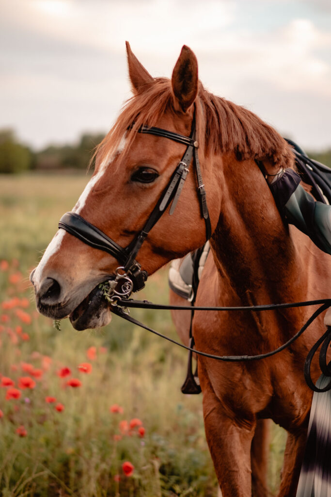 Séance photographe portrait avec cheval