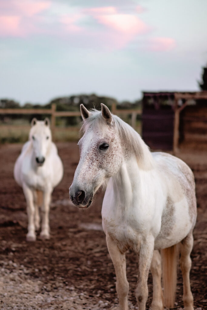 Séance photographe portrait avec cheval