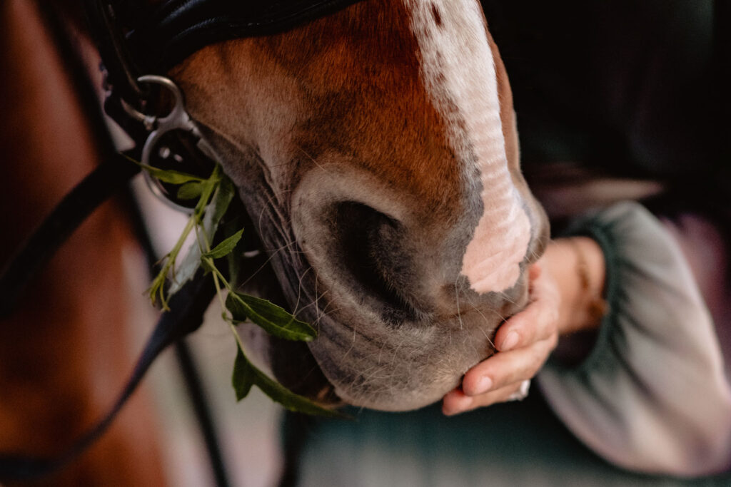 Séance photographe portrait avec cheval