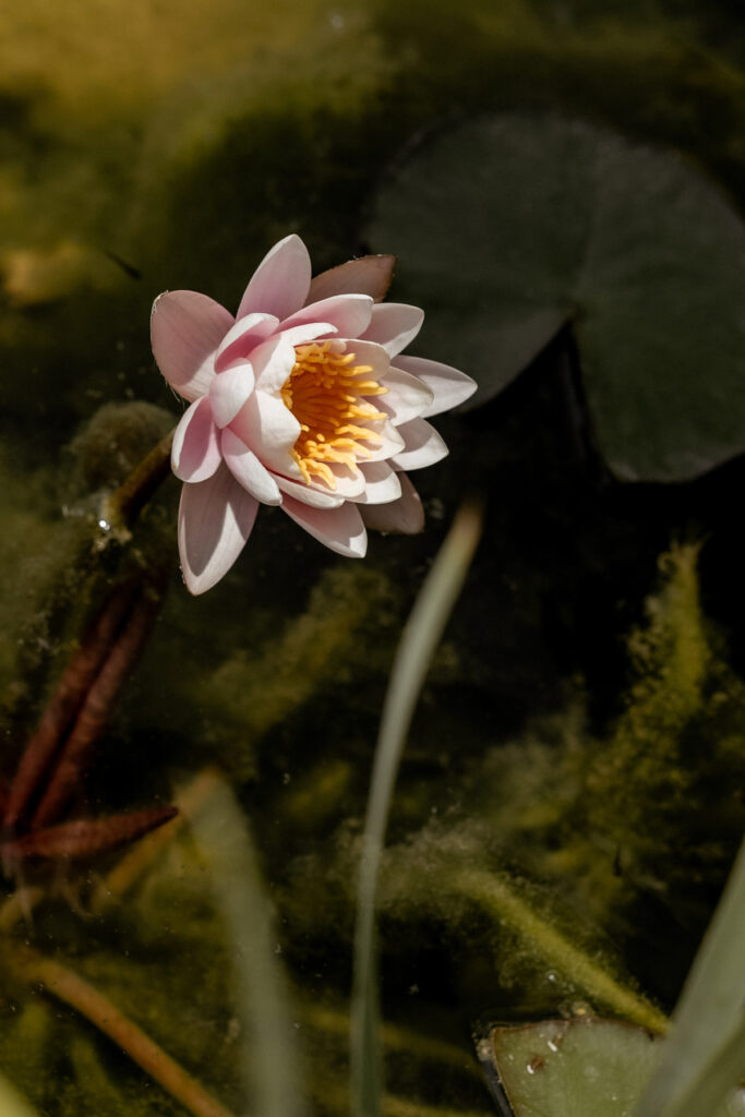 photographe mariage hermitage de combage