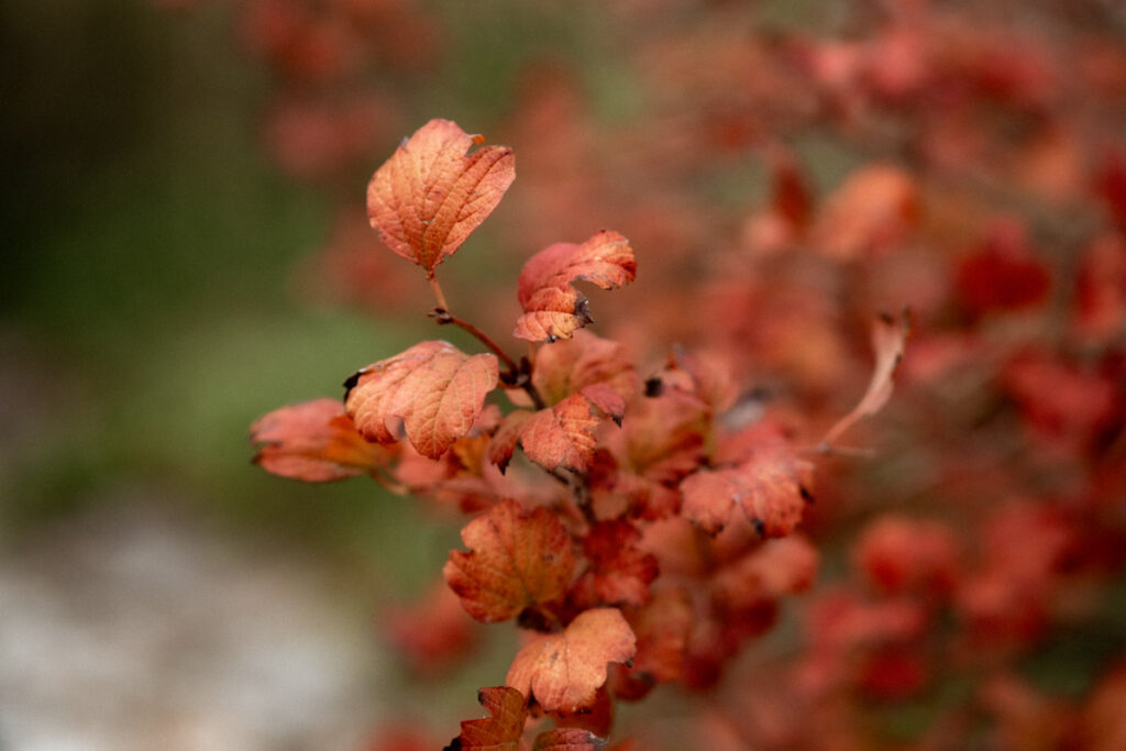 cérémonie civile mariage castelnau-le-lez