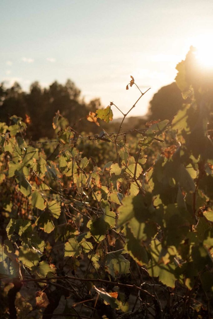 mariage automnal style wes anderson