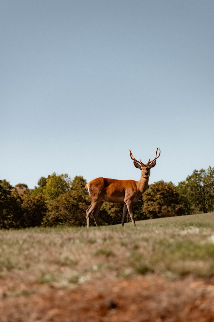 mariage domaine de baldassé saint affrique