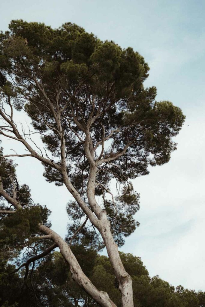 mariage domaine saint hilaire montagnac